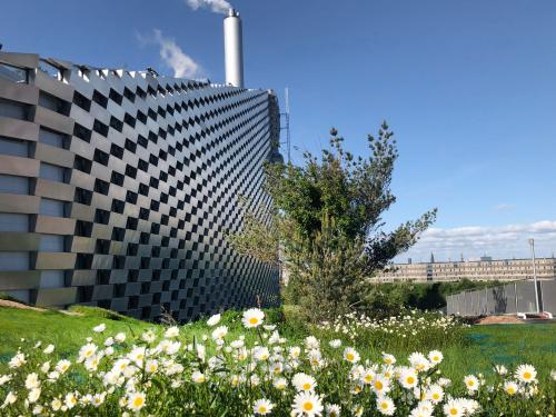 Marguerites on a green roof